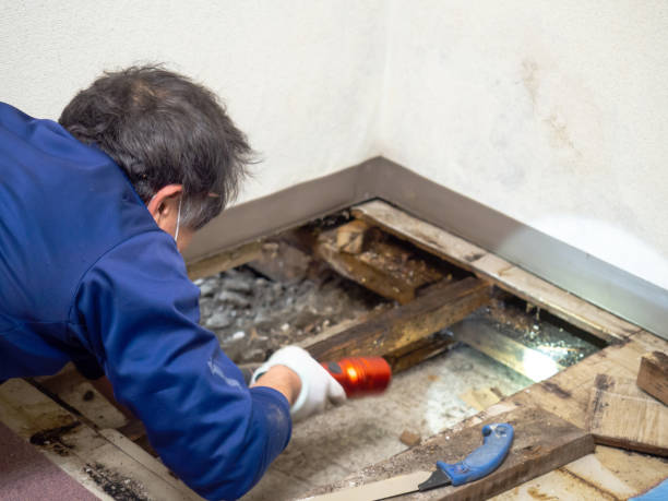 Best Mold Remediation for Specific Building Types in Brookhaven, MS