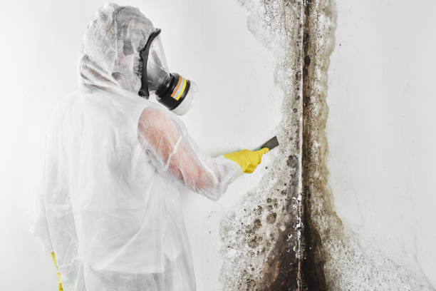 Best Attic Mold Remediation in Brookhaven, MS