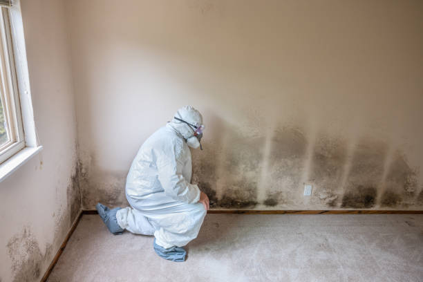 Best Residential Mold Remediation in Brookhaven, MS